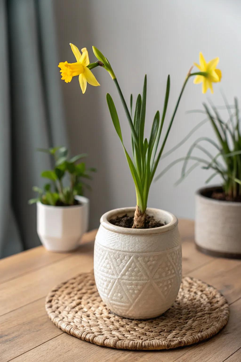 Brighten your space with the simple elegance of potted daffodils.