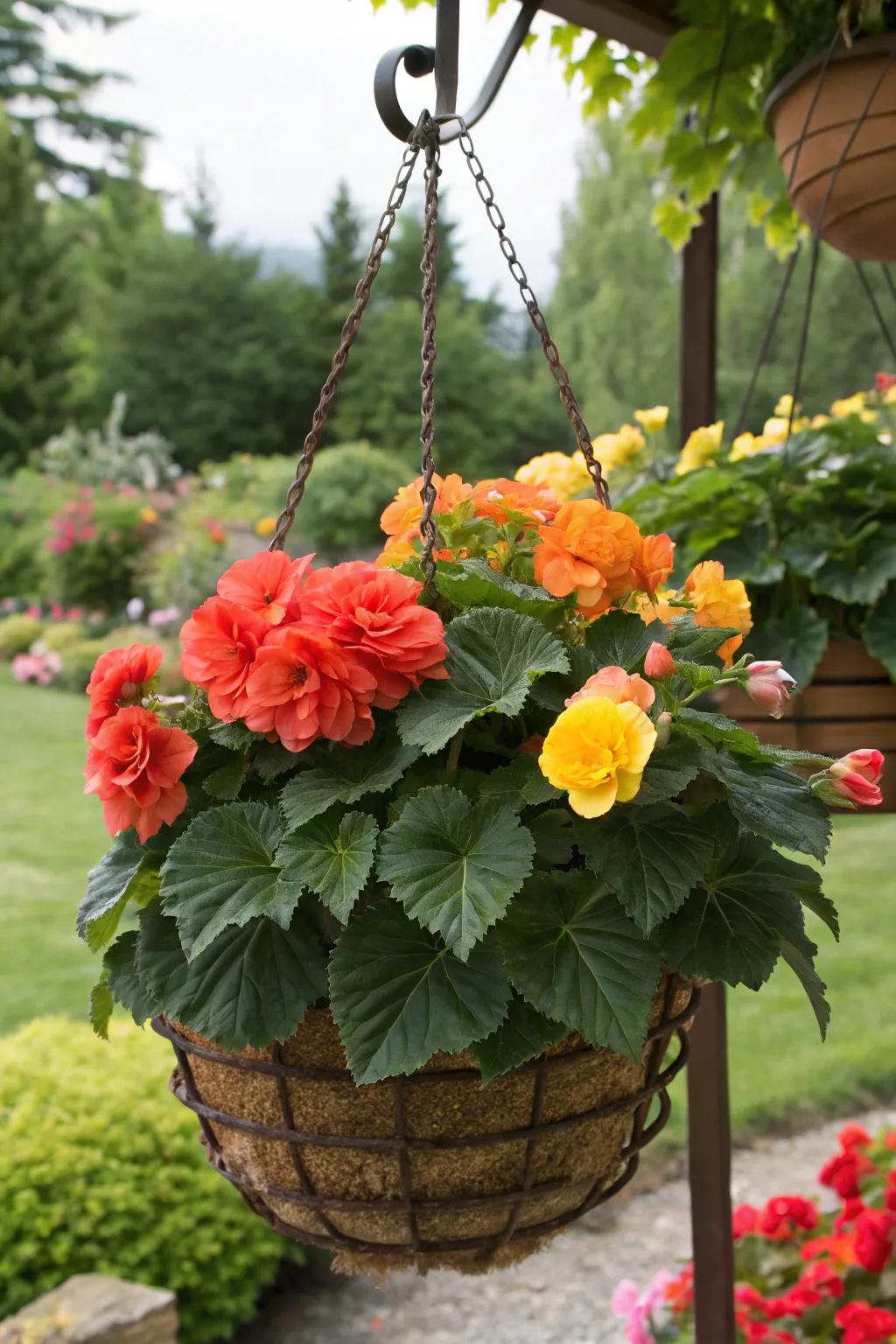 A classic trio of begonias in a basket provides a balanced and lush display.