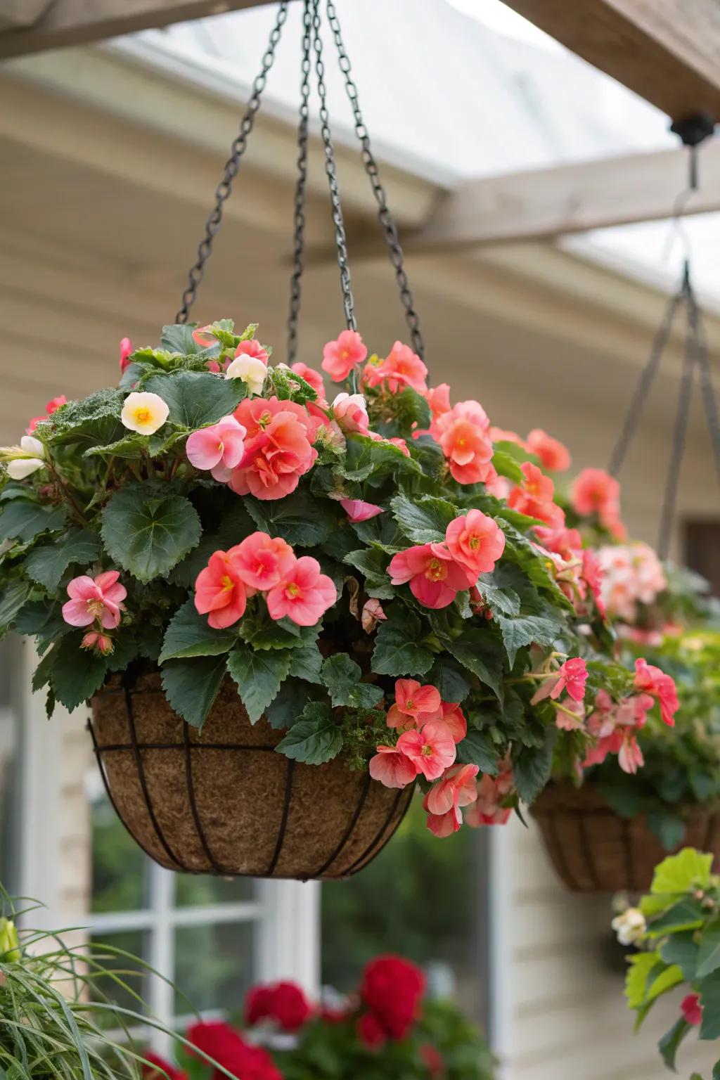 A balanced quartet of begonias offers symmetry and order.