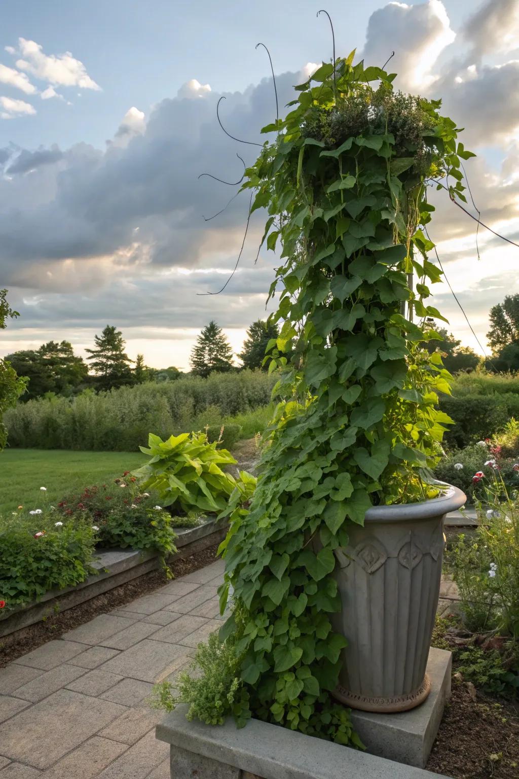 Lush and trailing, Sweet Potato Vine adds elegance and texture.