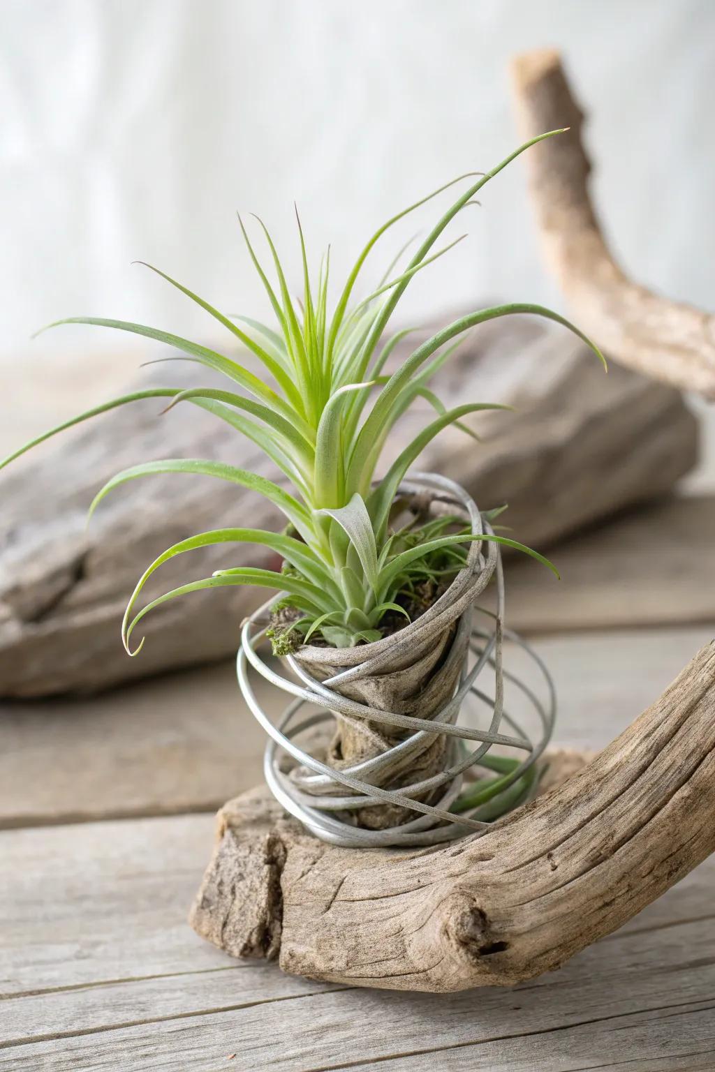 Elevate your space with a handcrafted air plant holder that merges simplicity with natural elegance.