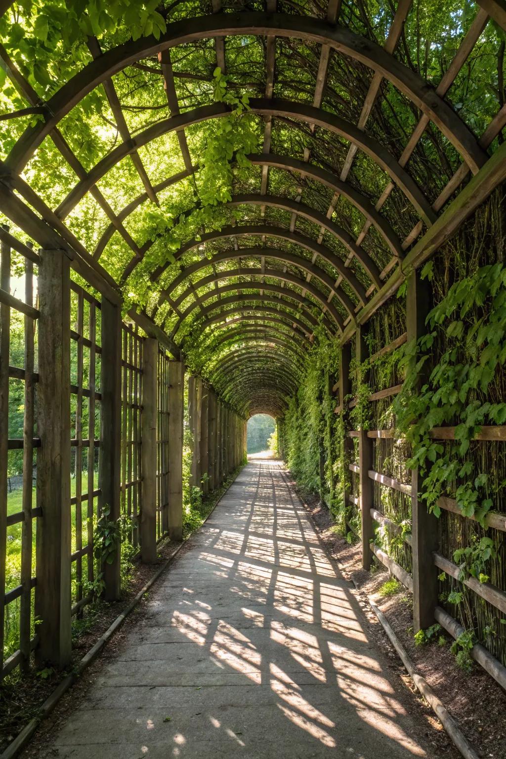 Step into the enchanting embrace of a handcrafted lattice tunnel - where nature meets artistry.
