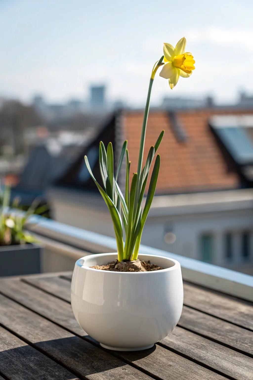 Elevate your urban oasis with the vibrant charm of rooftop daffodils.