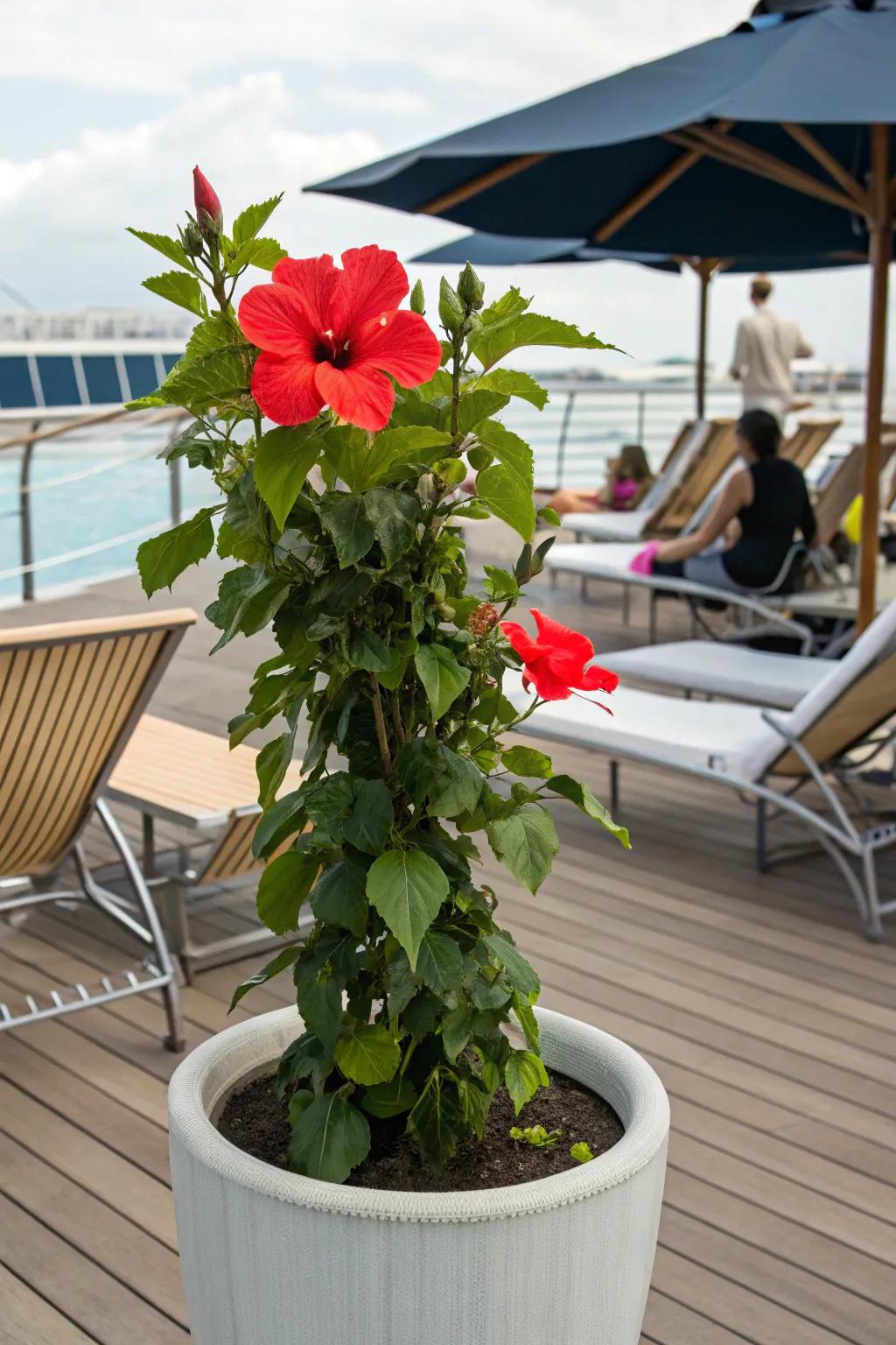 Exotic hibiscus blooms create a tropical vibe on this deck.