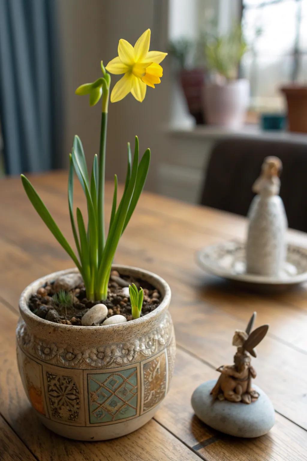 Enchant your space with the magic of miniature daffodils in a fairy garden setting.