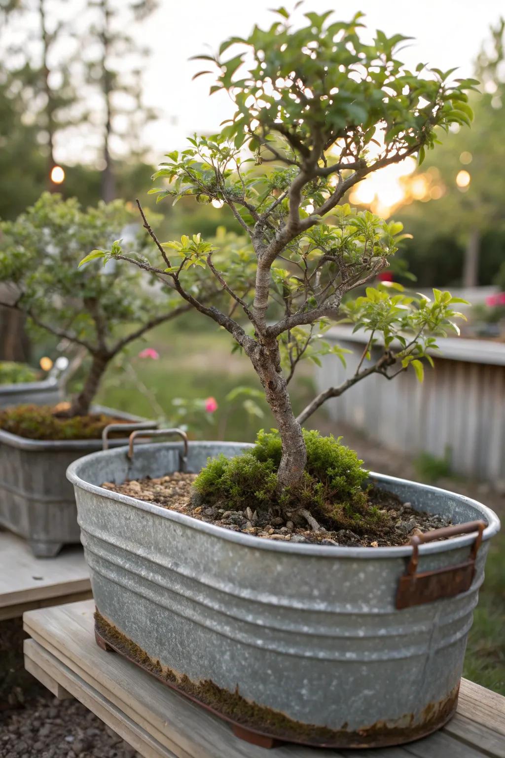 Discover the charm of a miniature tree grove in a rustic wash tub, where nature meets craftsmanship.