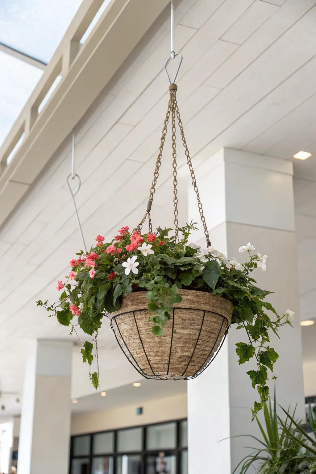 A minimalist approach highlights the elegance of begonias.