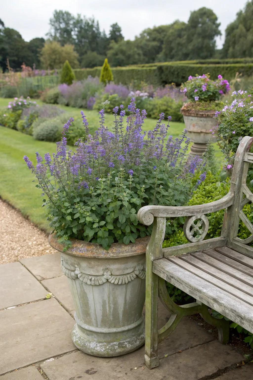 Catmint adds a touch of elegance and fragrance to this garden setting.
