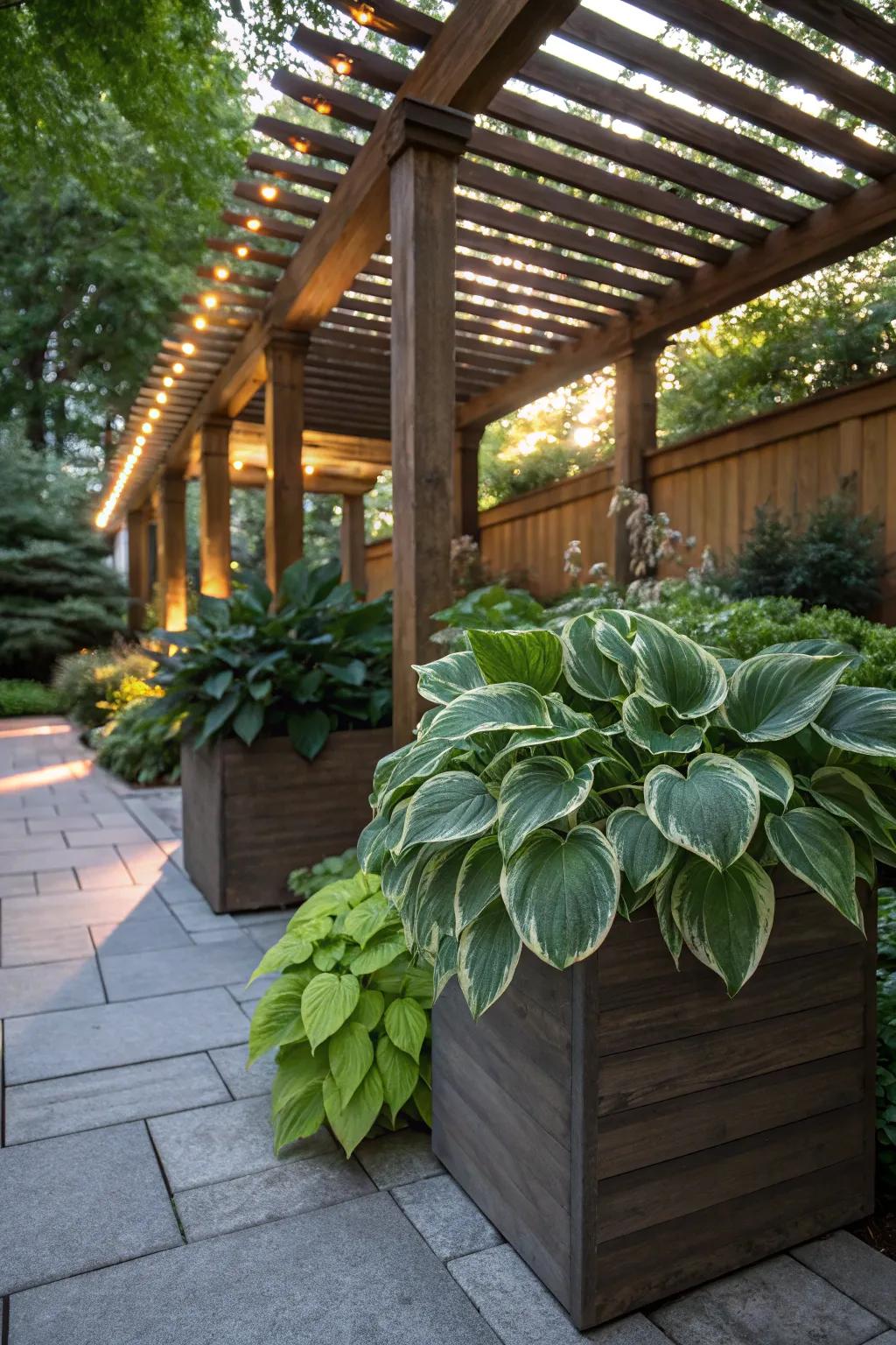 Lush hostas provide greenery and texture under the pergola.
