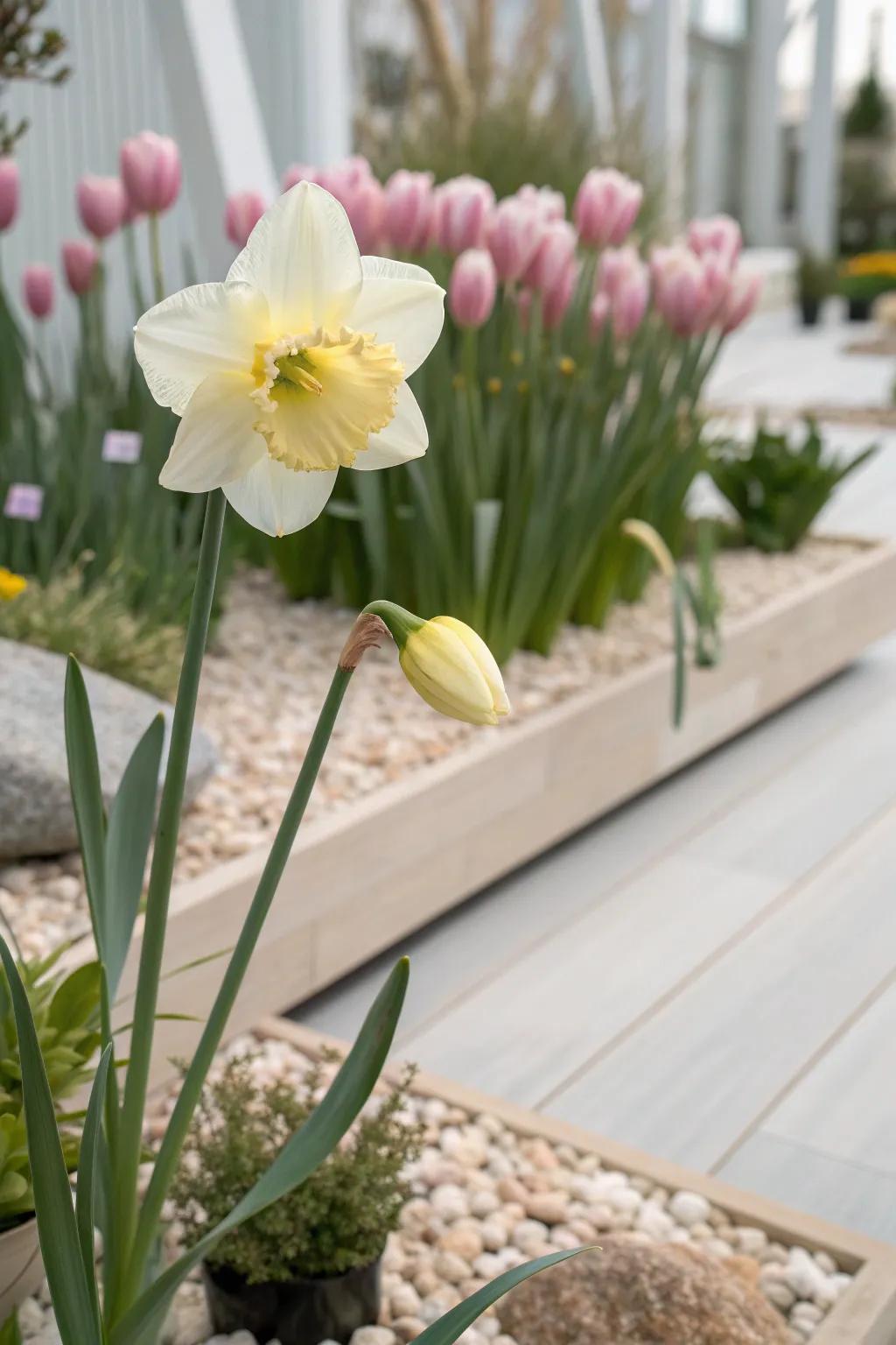 A harmonious blend of spring's vibrant palette—daffodils, tulips, and hyacinths create a masterpiece in your garden.