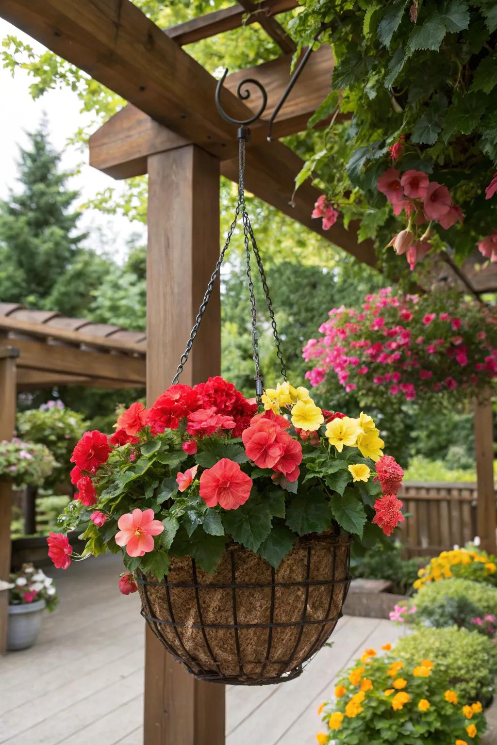 A mix of colorful begonias creates a vibrant and eye-catching basket.