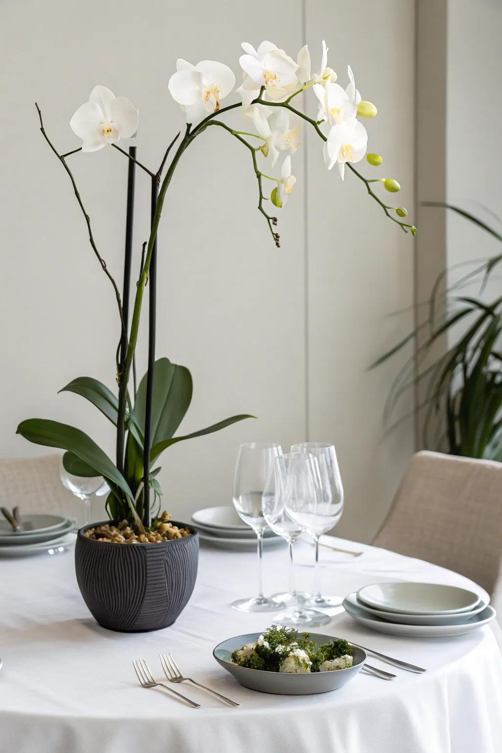 A single orchid stem exudes elegance and simplicity.