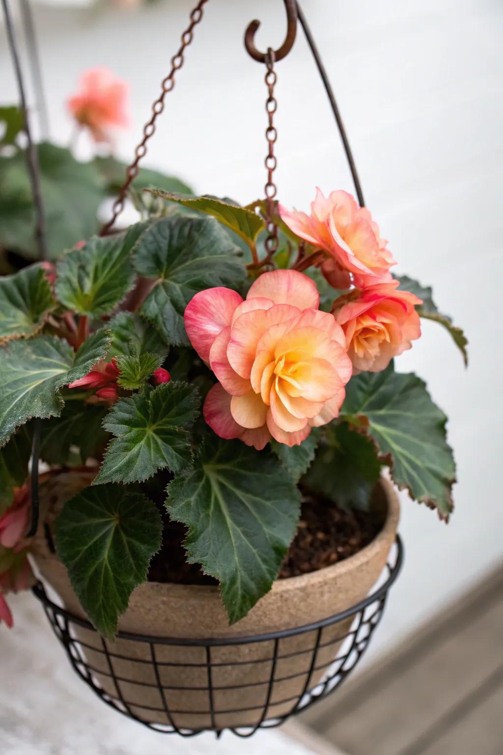 A solo begonia tuber makes a bold and beautiful statement.