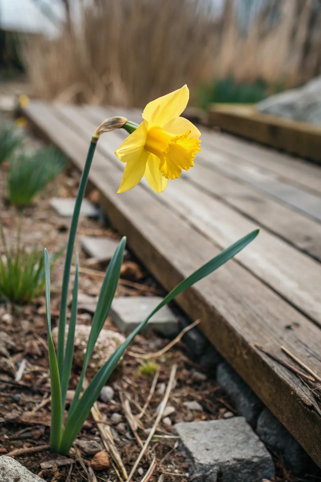 Embrace the beauty of simplicity with a touch of sunlight in your home garden haven.