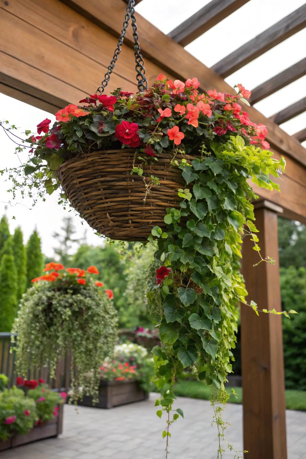 Begonias paired with ivy create a full and textured display.