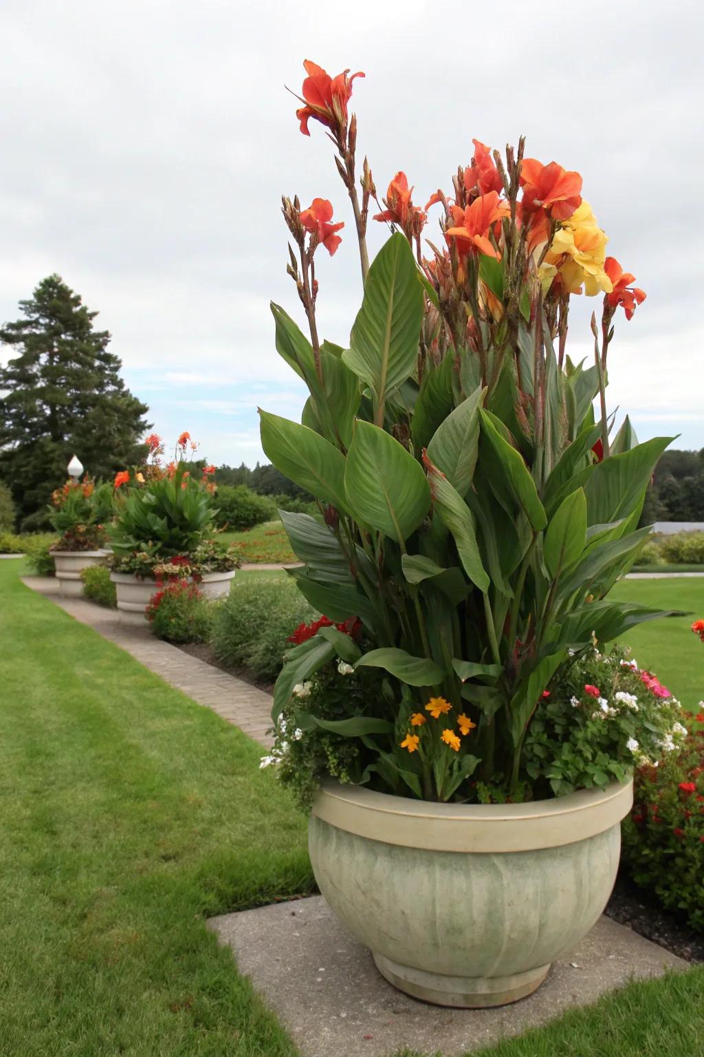 Canna Lilies bring drama and color to any garden setting.