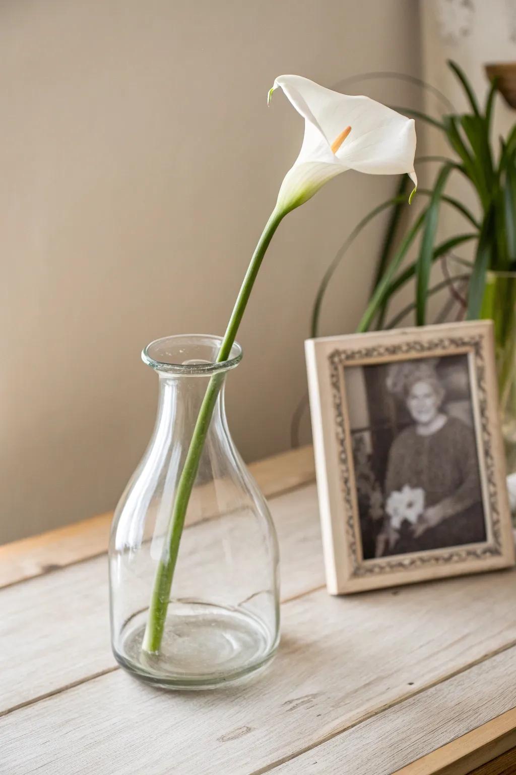 Elevate your space with minimalist glass vases: simplicity meets elegance.