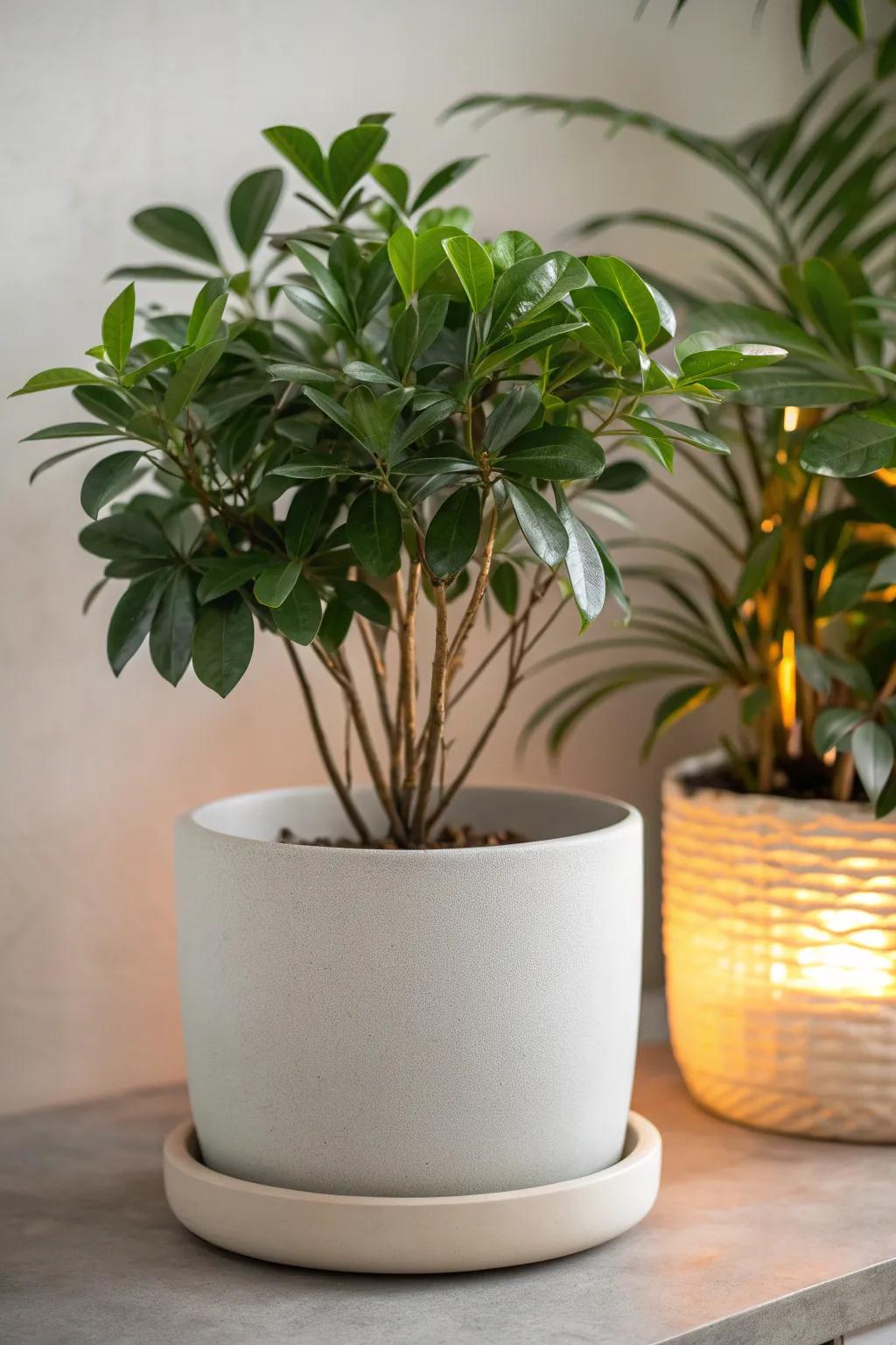 Illuminate your garden with Scandinavian elegance: Solar Light Planters that shine through the night.