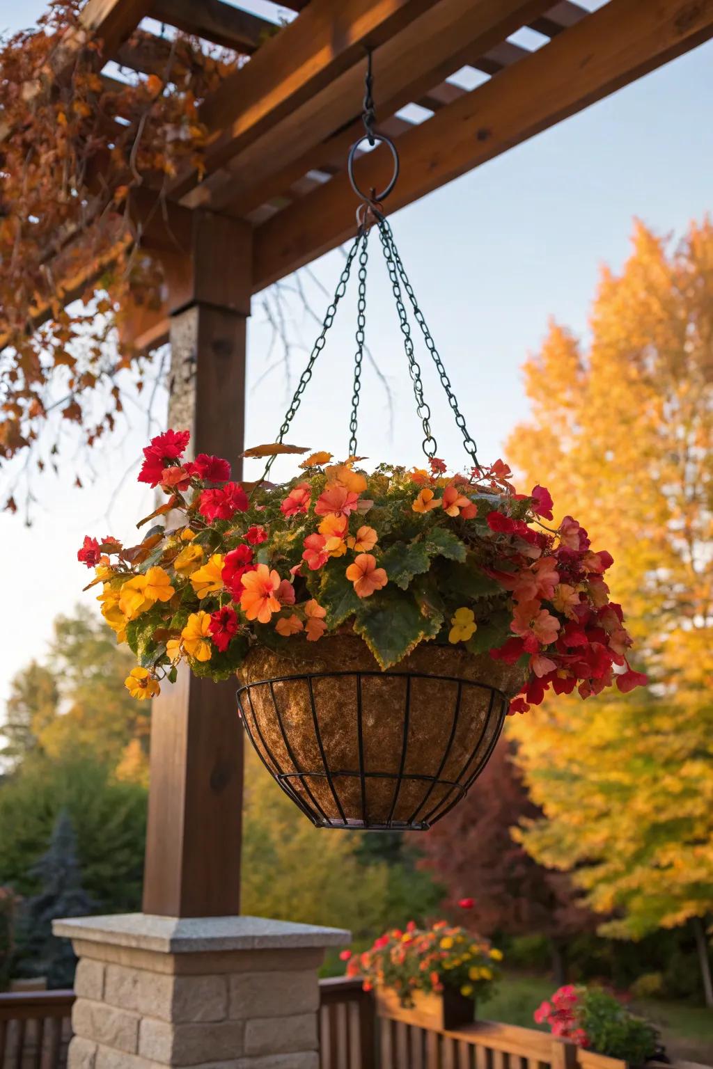 A seasonal switch keeps your begonia basket fresh and exciting.