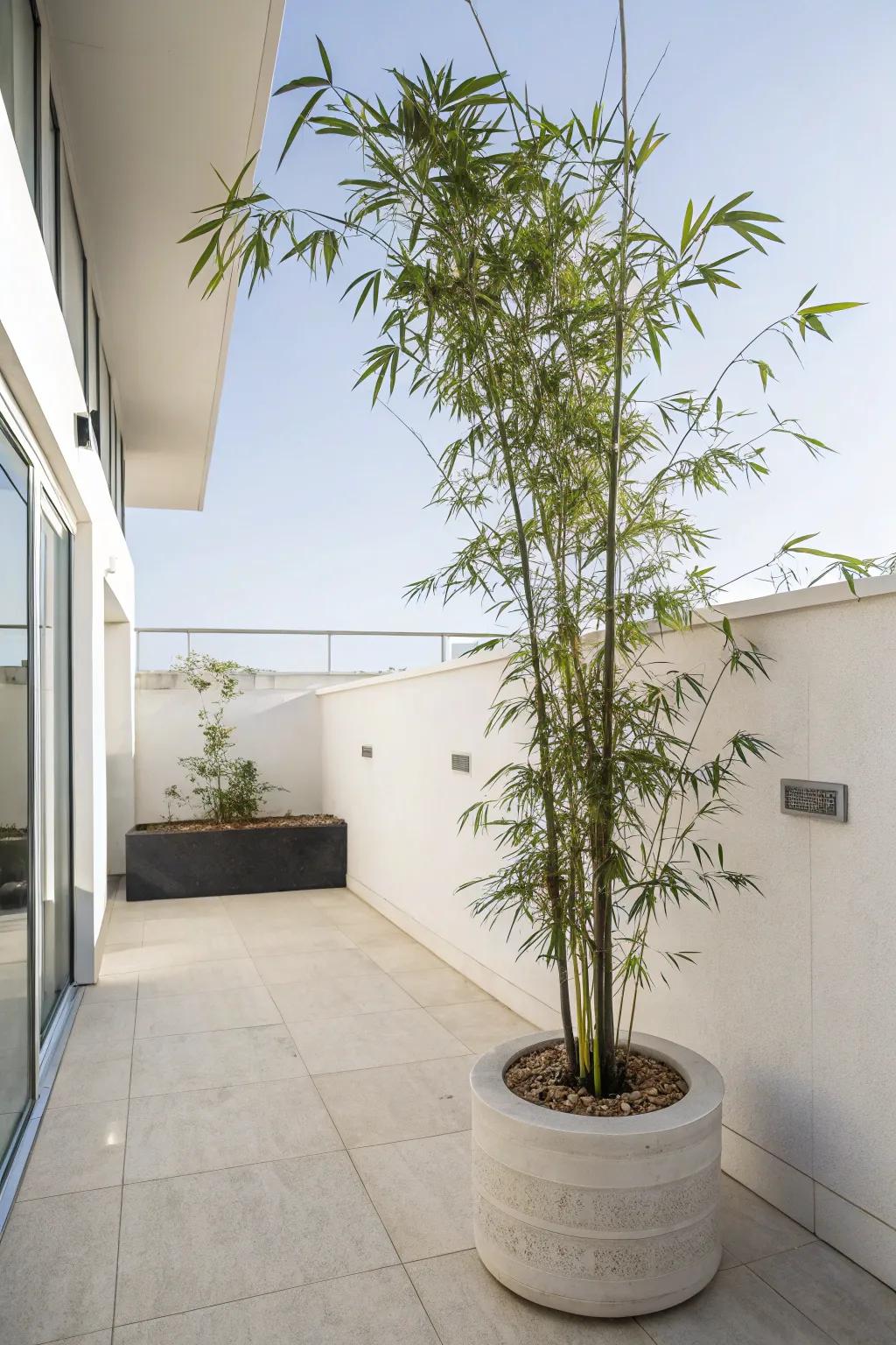 Sleek bamboo brings height and elegance to a modern patio.