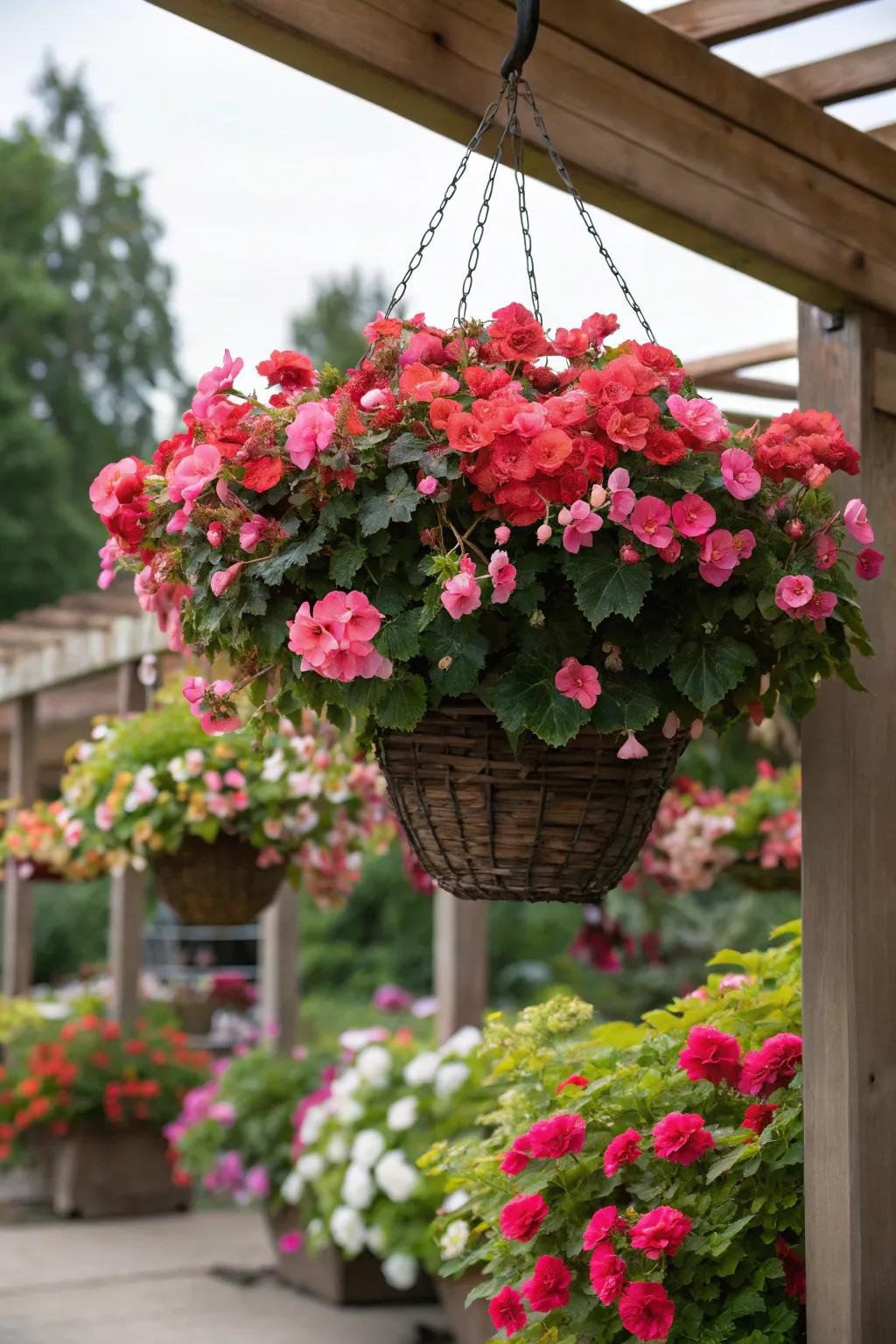 An overflowing basket of begonias offers a dramatic, lush effect.