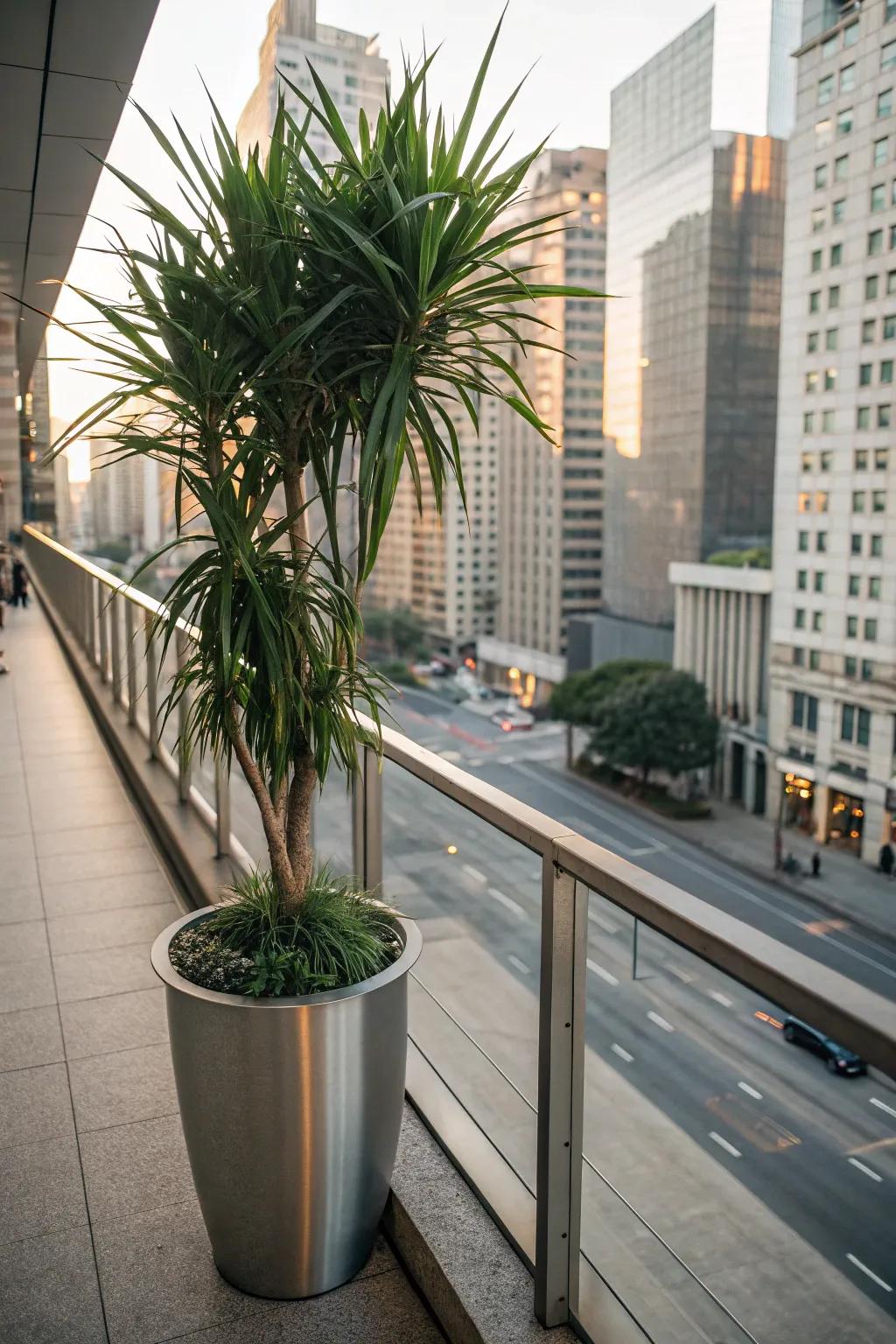 Sleek and modern, Dracaena elevates urban outdoor decor.